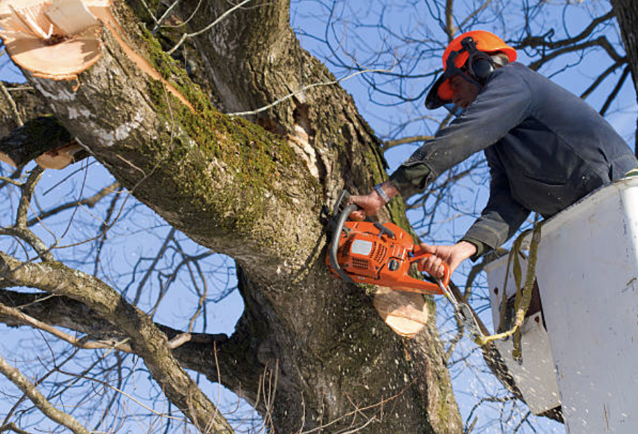 tree pruning in Yarmouth Port
