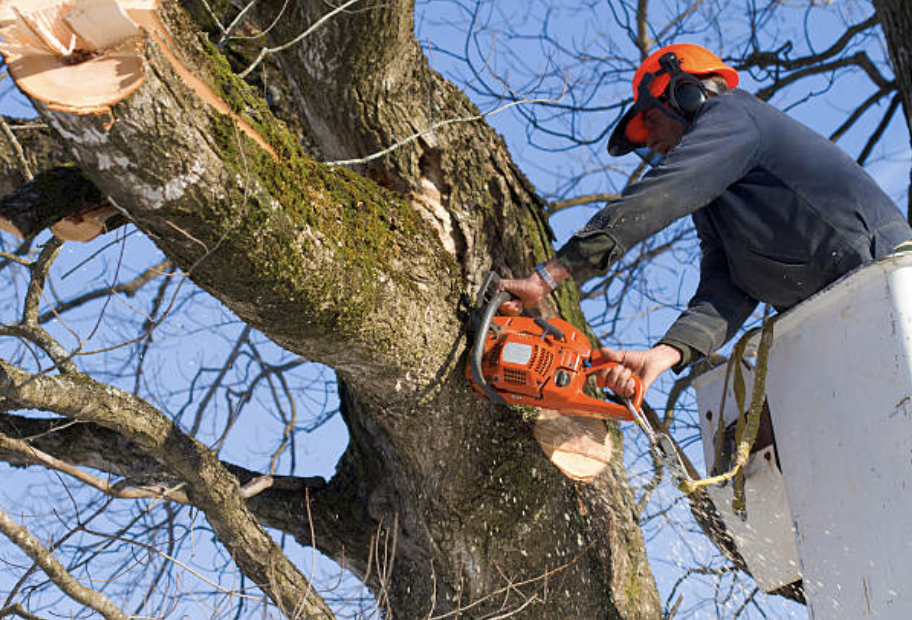 tree pruning in Pepperell